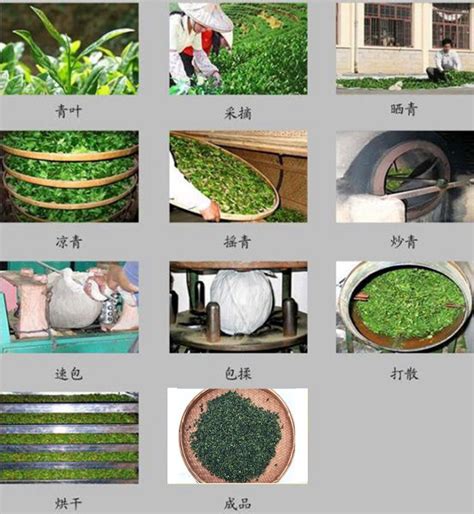 如何用东方智慧打造中国茶品牌？雨林古树茶是这么做的 | 上篇（认知篇）-古田路9号-品牌创意/版权保护平台
