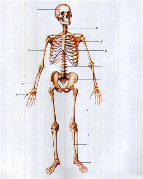 初步了解骨骼系统 - 知乎