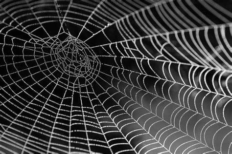 梦见家里有蜘蛛网是什么意思_周公解梦网