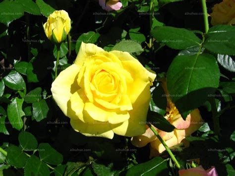 路易十四玫瑰图片_路易十四玫瑰的叶子图片大全 - 花卉网