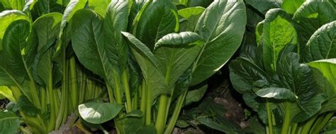 水培菠菜怎么种植方法 —【发财农业网】