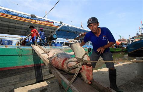 血腥鱼翅！印尼鱼市数万鲨鱼现场被割鱼鳍[组图]_图片中国_中国网