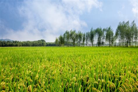 山东东营市加快农业产业结构调整发展优势特色农业产业-中国质量新闻网