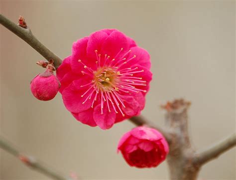 梅花图片_园林的梅花图片大全 - 花卉网