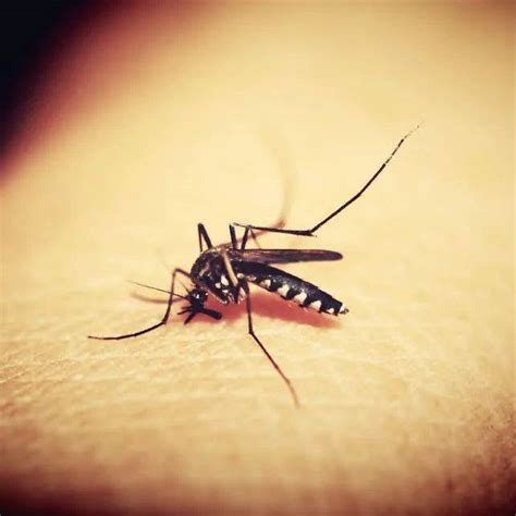 蚊子包越大毒性越强？真相其实是…_反应_刘瑞玲_皮肤