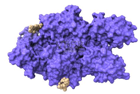 人凝血因子VIII的三级结构与附加配体照片摄影图片_ID:374432126-Veer图库
