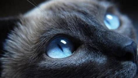 养猫的诡异禁忌黑猫：养猫的人注意了_知秀网