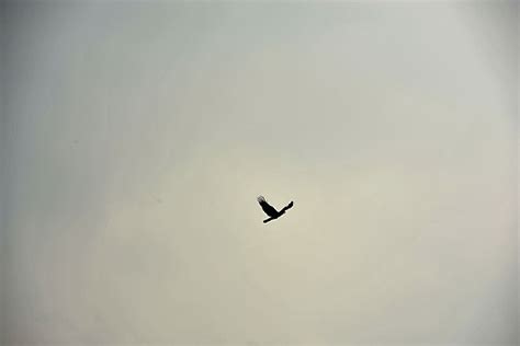 天空飞翔的鸟群高清图片下载_红动中国