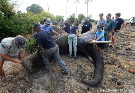 南非猎人到津巴布韦猎象 遭被射杀大象压死__中国青年网