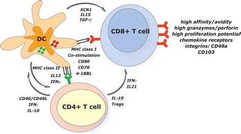 封面文章：功能化巨噬细胞整合化疗提高癌症治疗效果 - Nano-Micro Letters