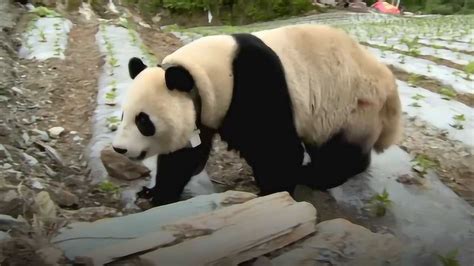 大熊猫战斗力到底如何，大熊猫能打得过老虎吗？|华南虎|大熊猫|熊科_新浪新闻