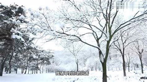 雪冬季背景阳光阳光天气视频模板下载 - 觅知网