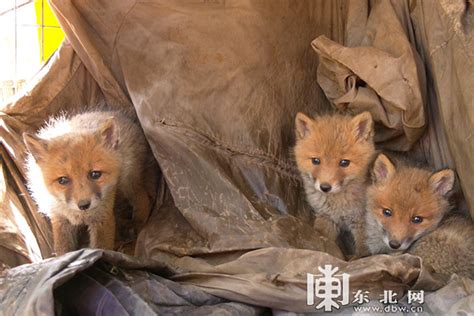 红狐狸幼崽高清图片下载-正版图片504310560-摄图网