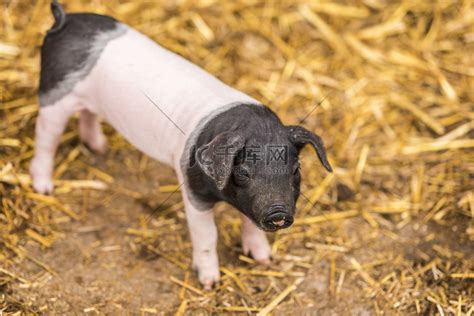 德国品种小猪高清摄影大图-千库网