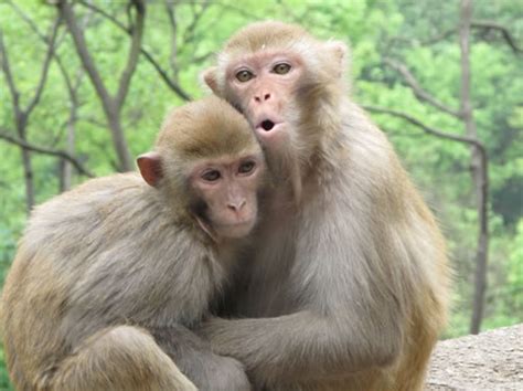 1992年属猴的最佳配偶是什么生肖 属猴的和什么属相最配