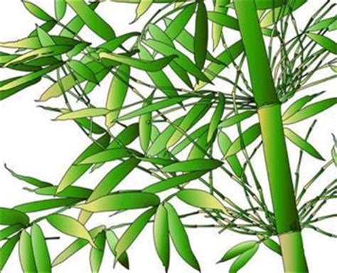 翠竹的种植方法,翠竹的花语,翠竹的形态特征,翠竹的象征意义_齐家网