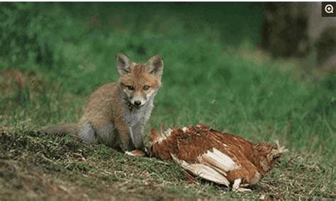 狐狸妈妈携幼子偷鸡被活活打死|小狐狸|狐狸|幼子_新浪新闻