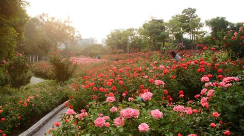 莲花山公园迎来最美时刻，这场花展让你惊艳！_读特新闻客户端
