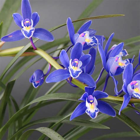 名贵兰花“蓝宝石”，又美又仙，花色新颖，香味扑鼻！