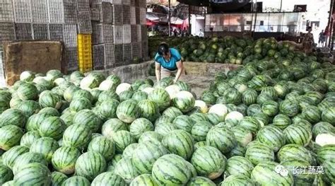 市场|西瓜价格遭遇断崖式下滑，乐了吃瓜群众，却苦了他们！-长江蔬菜