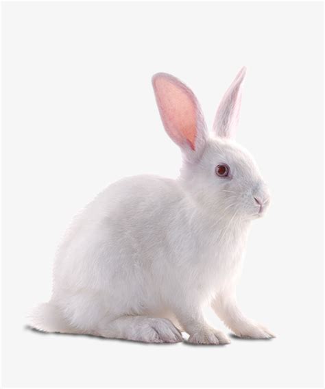 在草丛中的有趣的婴儿白色兔子高清摄影大图-千库网