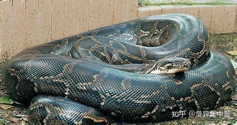 村民挖出300公斤大蛇