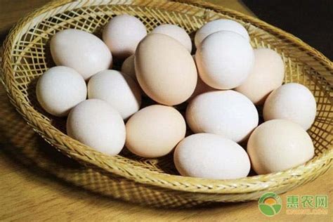 2020下半年全国鸡蛋价格行情预测（附今日鸡蛋价格） - 惠农网