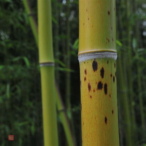 斑竹Phyllostachys bambusoides Sieb. et Zucc. f. lacrima-deae Keng f.et ...