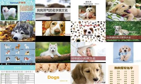 狗狗品种大全图片名字 178种美国AKC认证的狗狗_狗狗百科_我要乐宠物网