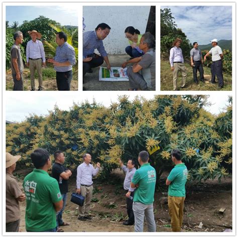 热带作物品种资源研究所（新版） 科技入户 品资所科技人员赴三亚进行芒果栽培技术指导
