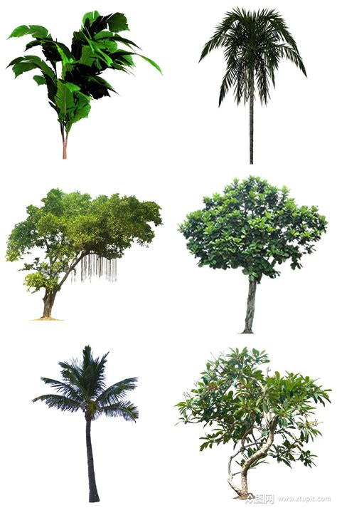 常见的100种园林树木,适合做人名的树名,100种常见乔木_大山谷图库