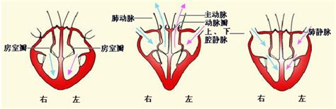 第四节 心脏的间隔与室上嵴-心血管-医学