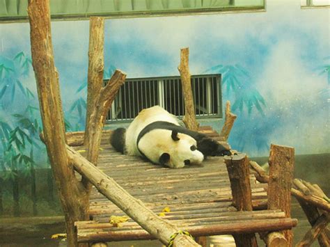 公益丨英迈爱心认养南京红山森林动物园小熊猫-搜狐大视野-搜狐新闻