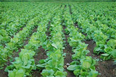 水栽培农场的有机绿色蔬菜沙拉用于健康粮食和农业概念设计水栽培是一种非土壤植物高清图片下载-正版图片303364238-摄图网