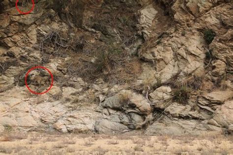 眼力测试：你能找到南非恩加拉私人禁猎区岩壁上的山羚吗？ - 神秘的地球 科学|自然|地理|探索