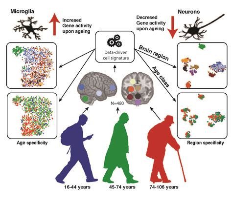 Cell子刊：大脑衰老变化最大的可能是胶质细胞，而非神经元-观察-生物探索