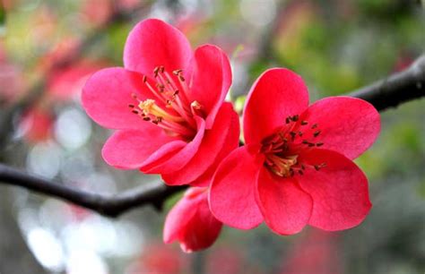 【江苏新闻】20年坚守三代人奋斗，这群“最懂梅花的人”，终于开出最美的花！