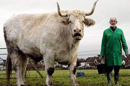内蒙古侩牛物联网服务有限公司