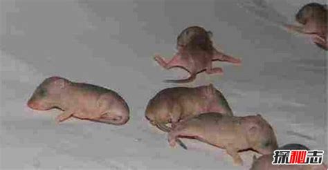 女孩怀孕生20只老鼠真相揭秘,人和老鼠可以孕育生命吗(谣言)_小狼观天下