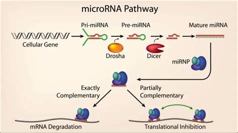 科学网—Plant Cell：大数据时代下的植物miRNA注释新标准 - 郝兆东的博文