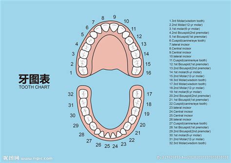 牙齿象限的划分图,牙齿1234十字分区图片,牙齿象限_大山谷图库