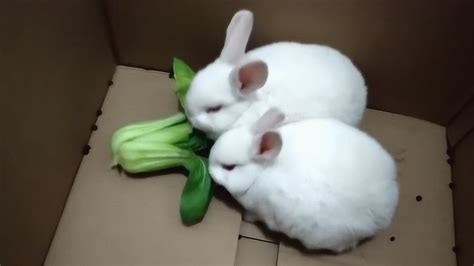 儿歌大全：小白兔白又白两只耳朵竖起来_腾讯视频