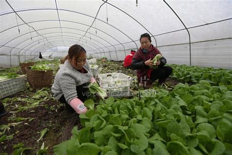 四川仁寿：时令蔬菜助增收-人民图片网