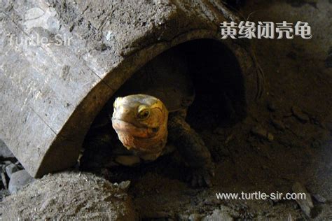 福州街头又见卖巨龟 专家建议不可轻易放生 - 社会 - 东南网