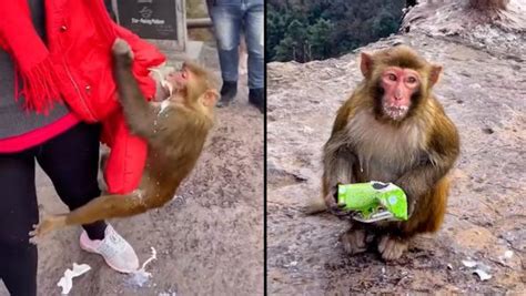 景区回应野猴抢夺游客食物：它要抢就给它，不要对视_凤凰网视频_凤凰网