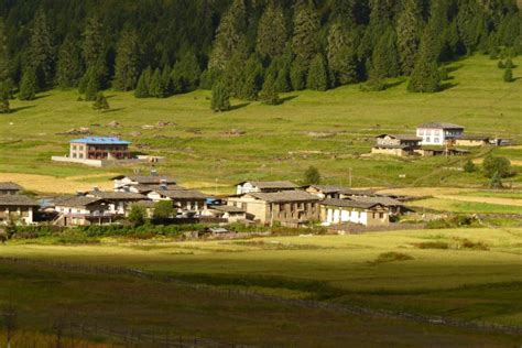 西藏林芝市林芝县鲁朗镇扎西岗村是林芝县著名的景区|林芝县|林芝市|扎西_新浪新闻