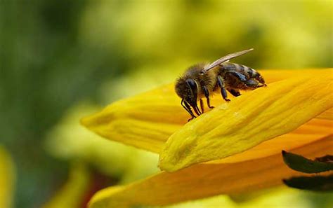 2021世界蜜蜂日：“蜜”切参与，为蜜蜂重建更美好家园- 中国生物多样性保护与绿色发展基金会