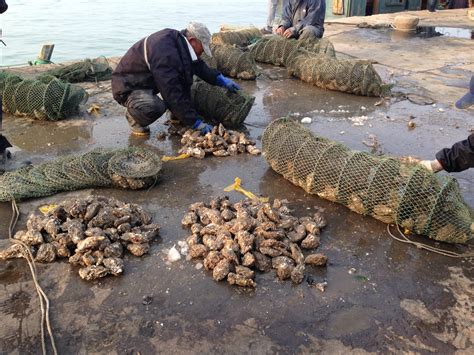 乳山牡蛎的发展历程_威海裕众海产品养殖