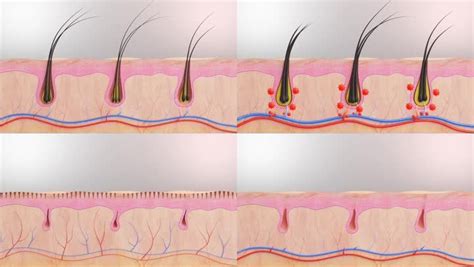 脱发人士福音！科学家发现刺激头发生长新信号分子