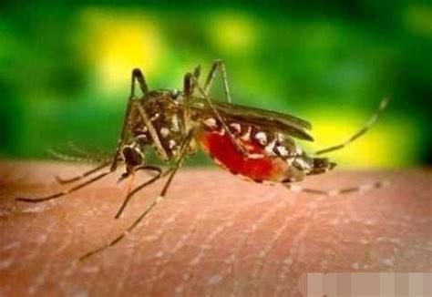 原来这种血型的人最容易招蚊子？你是什么血型？中蚊子的招了么？|蚊子|血型|气味_新浪新闻